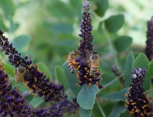 Amorpha Fruticosa