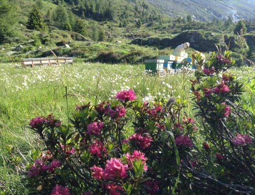 Millefiori di Alta Montagna delle Alpi